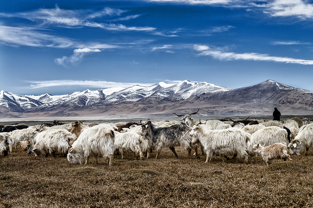 Sheep Scape at Tsokar Lake in the Land of Changathang in Ladakh