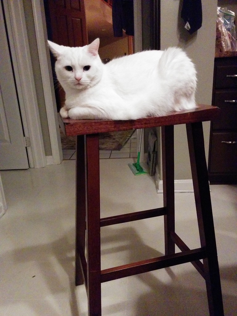 Cat on a stool | Cat on a high wood stool. | Jonathan Hazan | Flickr