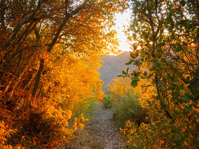 Golden Autumn Pathway