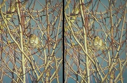 birds claycoloredsparrow spizellapallida ebird