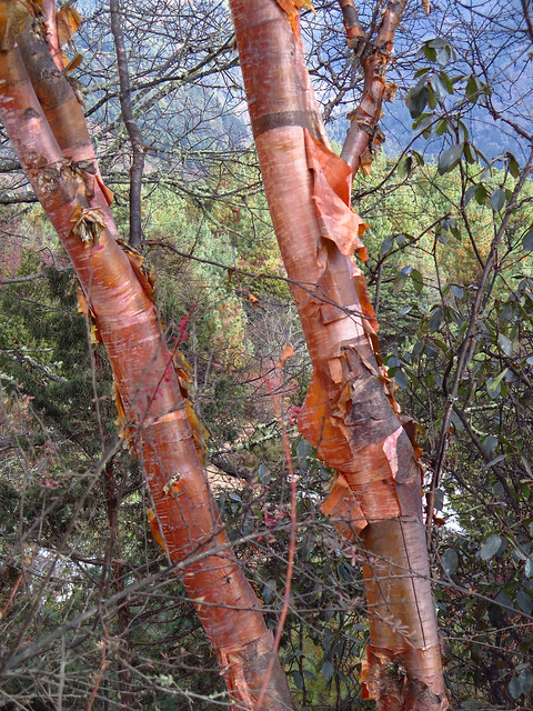 Betula utilis, Namche Bazaar, Khumbu, Nepal