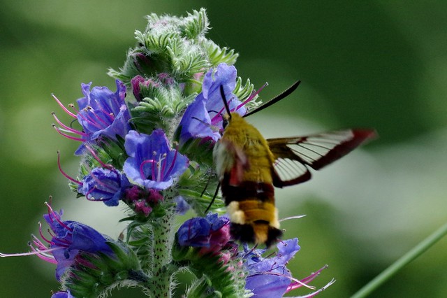 IMGP9681 Broad Bordered Bee Hawk Moth, Lackford Lakes, June 2016