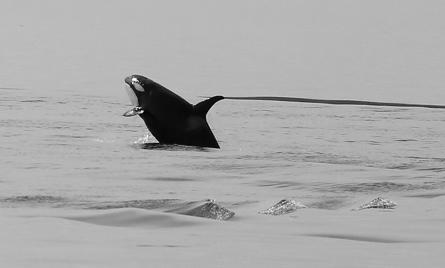 Orca Resurrection Bay Kenai Fjords Seward Alaska