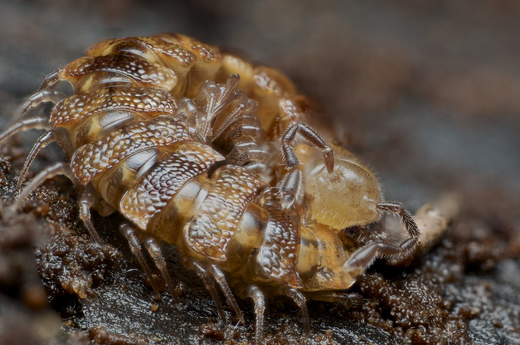 Millipede-Polydesmida, genus Pacificosoma | From Stewart ...