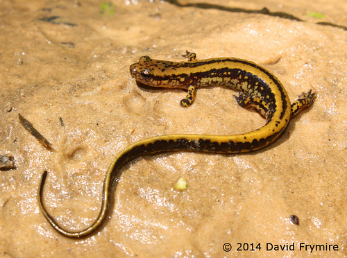 Three-lined Salamander - Graves Co. KY | by Dave F. Frymire