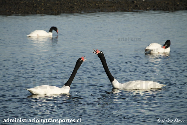 Cisnes de cuello negro (Cygnus melancoryphus) / Caulín, Chiloé