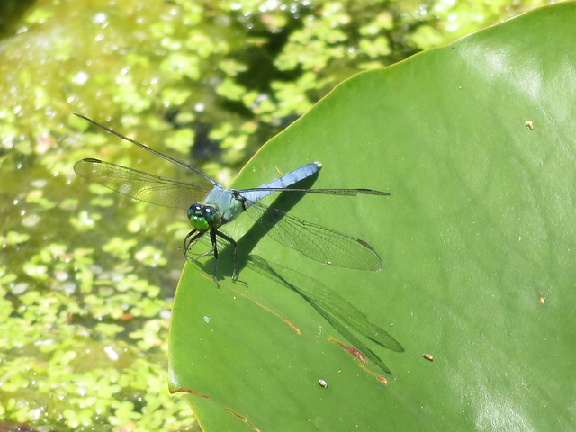 Dragonfly along the I&M Canal