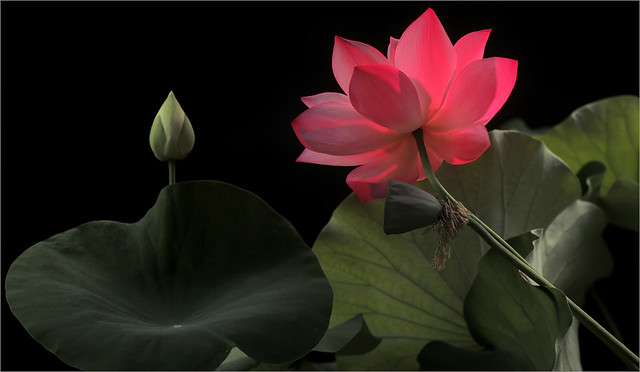 Pink Purple Lotus flower and the Bud on-Black