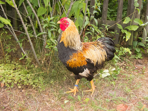 Banded chicken | by quinet