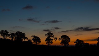 Silhouette of trees on a Alloa morning