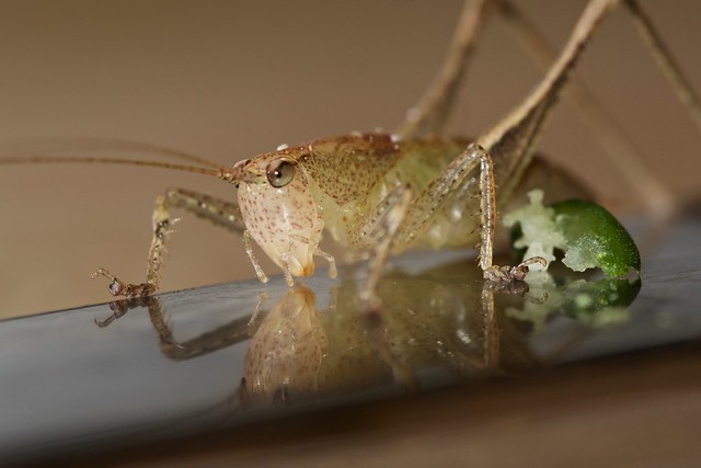 A cricket finds a friend