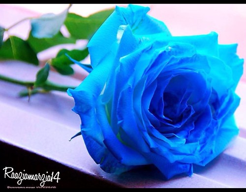 Increase your silence and your thought will flourish your heart will enlighten, and people will be safe from your hands. (Imam Ali AS) | by raaziamarzia14