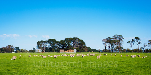blue trees sky panorama building green wool nature field grass animals rural landscape outdoors spring babies sheep many farm flock hamilton shed young sunny australia victoria panoramic domestic pasture plantation lambs hay lush agriculture dunkeld livestock mammals juvenile agricultural paddock strathkellar