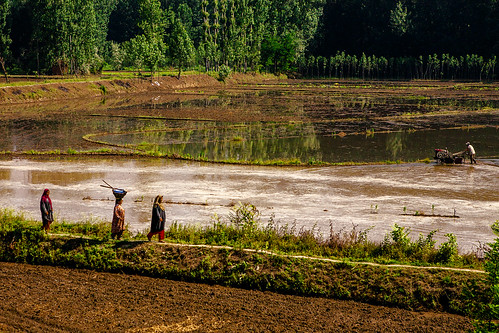 india indie fields farms agriculture indien inde in jammukashmir jammuandkashmir índia anantnag potd:country=menaen