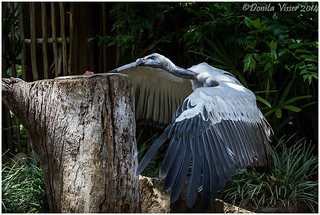 Cape Griffon Vulture 2 | by Donita Visser