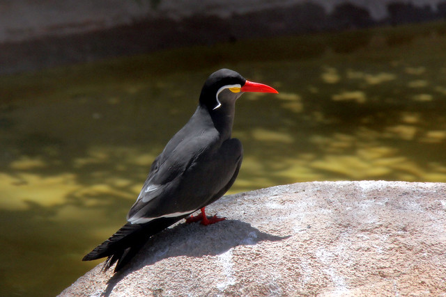 The Inca Tern.