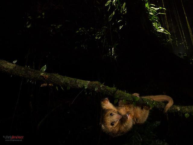 Silky anteater(Cyclopes didactylus) crossing a vine at night