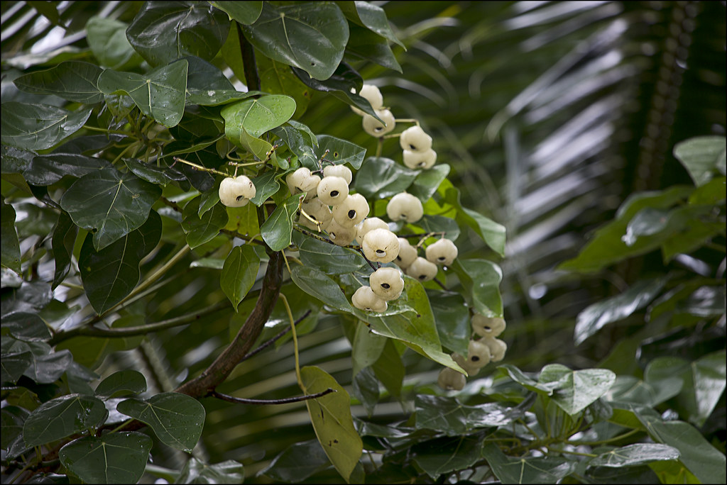 Usili Village | LeeAnn Heringer | Flickr