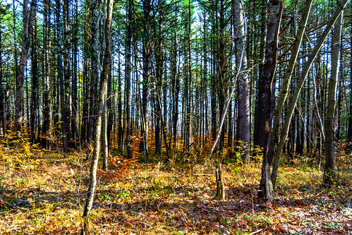 Stand Of Trees | by K2parn Photography