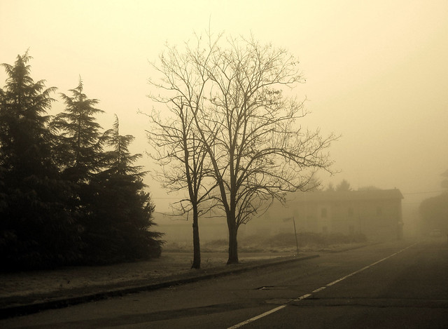 alberi & nebbia / trees & fog (explore)