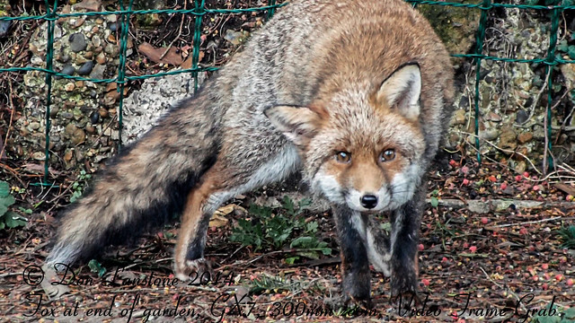 Fox at end of garden