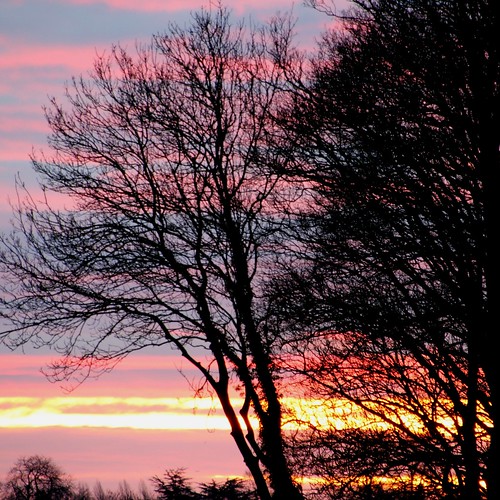 york trees winter silhouette sunrise canon woodland december sigma racecourse northyorkshire knavesmire woodlandtrust knavesmirewoods canon600d sigma18250mmf3563dcmacrooshsmlens