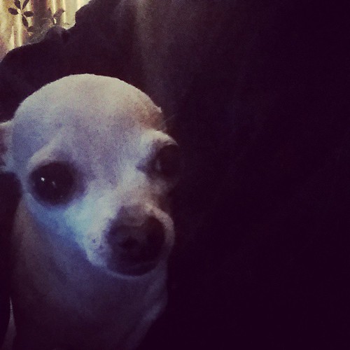 #cute #puppies #chihuahua #love #bclife #kidsofinstagram | by pixielee3