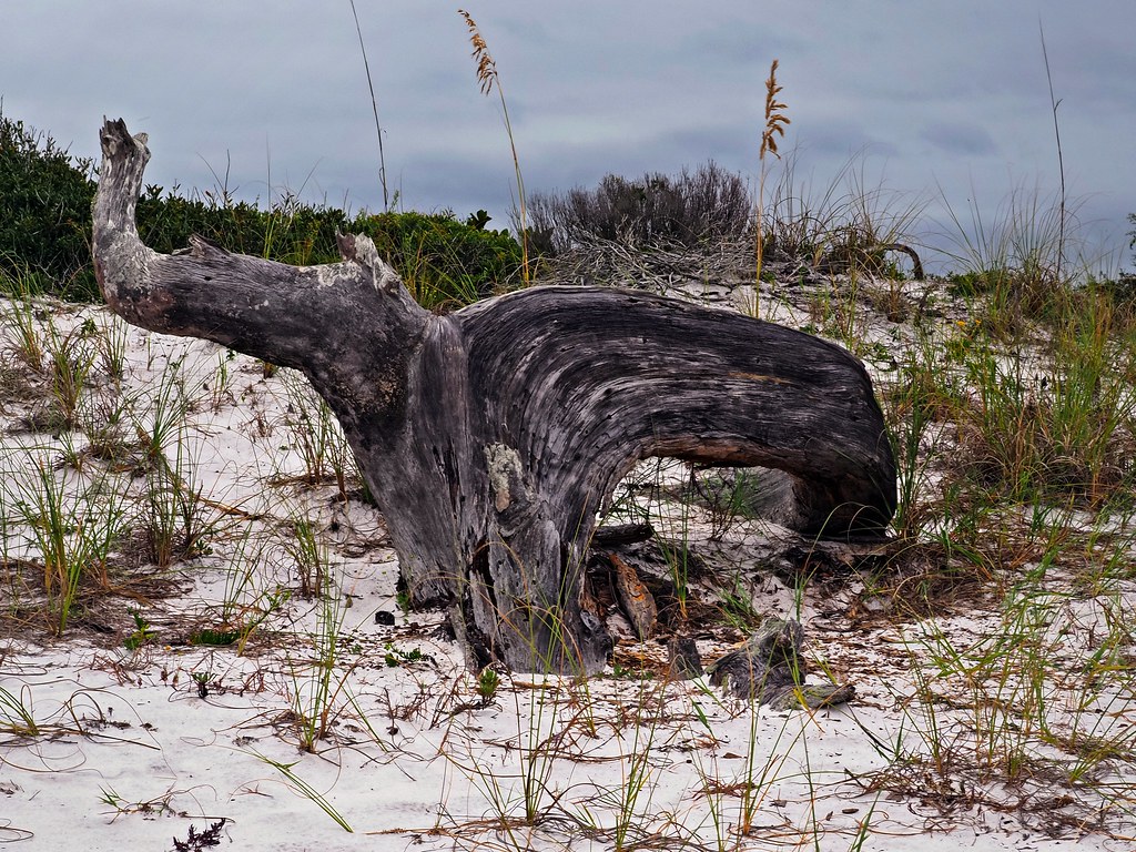 Driftwood in Action at Grayton Beach