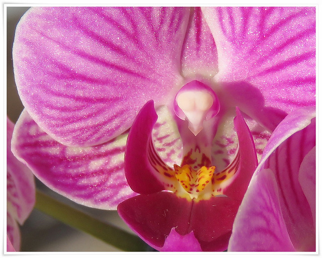 SX60 4x Zoom - telemacro: Mini-orchid - Nahaufnahme einer Phalaenopsis - Blüte - Macro of the Phalaenopsis blossom. Tele-Makro  82 mm