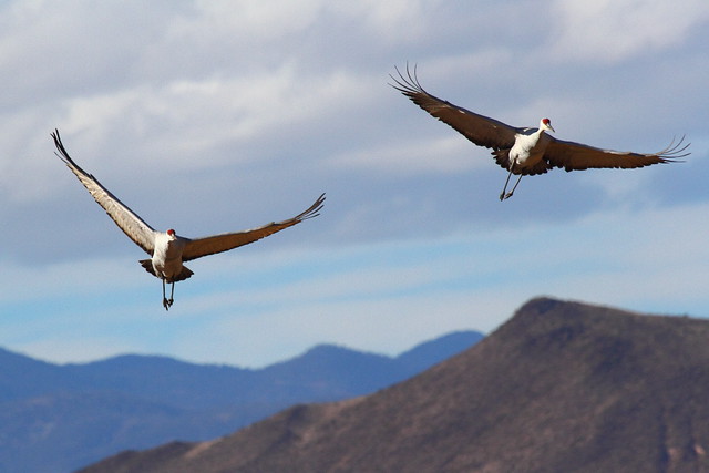 IMG_1483 Sandhill Cranes, Bosque del Apache National Wildlife Refuge