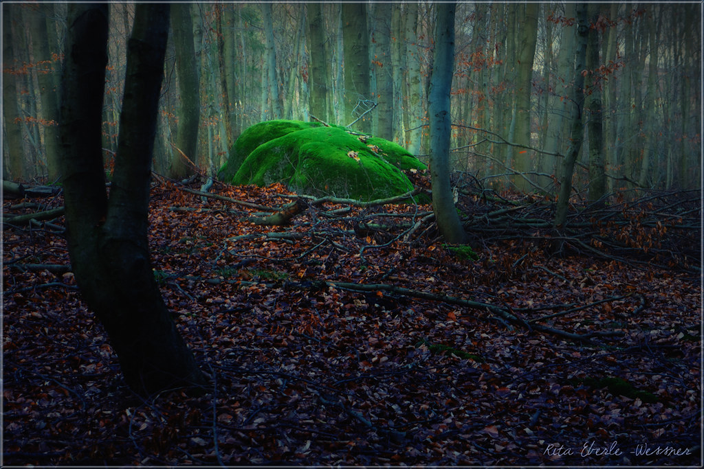 Mysterious forest | Rita Eberle-Wessner | Flickr
