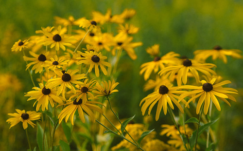 flower yellow unitedstates michigan unitedstatesofamerica kalamazoo wmu goldenhour westernmichiganuniversity kalamazoocounty businesstechnologyandresearchpark