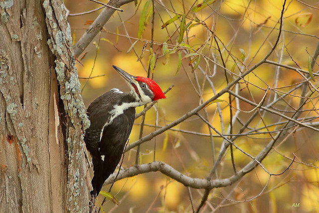 Grand Pic (M) / Pileated Woodpecker (M)