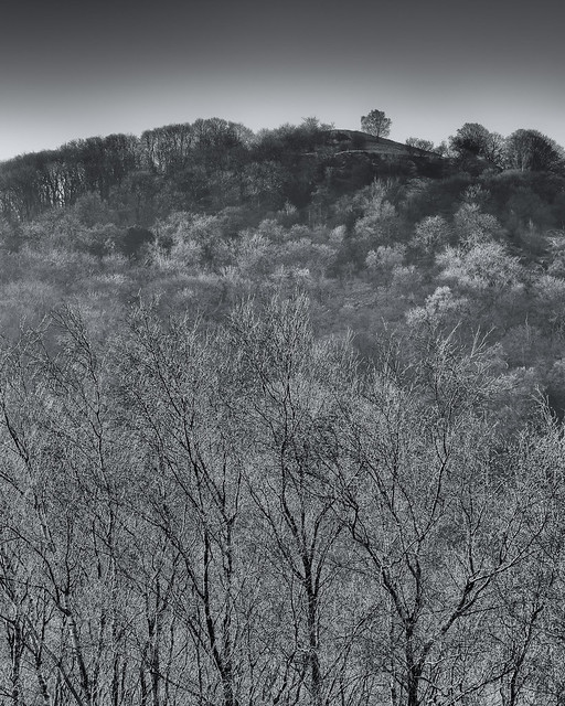 2014 Malverns - Trees On The Hill