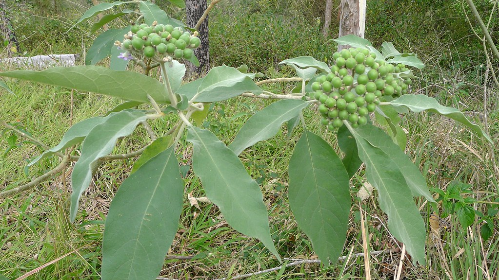 Solanum mauritianum fruit | Tobacco Bush, Solanum mauritianu… | Flickr