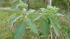 Solanum mauritianum fruit