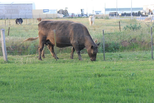 cows shepparton overlanderhotelmotel