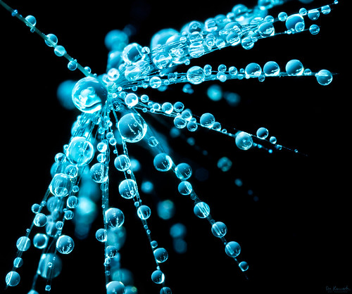 macro uv science dandelion droplet fluorescence invisibleink focusstacking