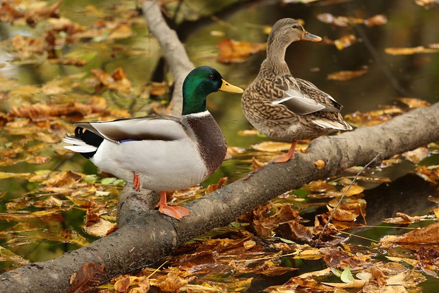 Pair of Mallard Ducks Autumn River Thames Richmond London Britain