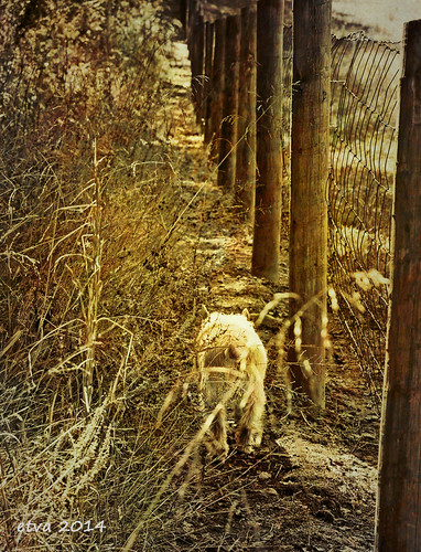 Yeti Patrol | by In Memoriam: etva101