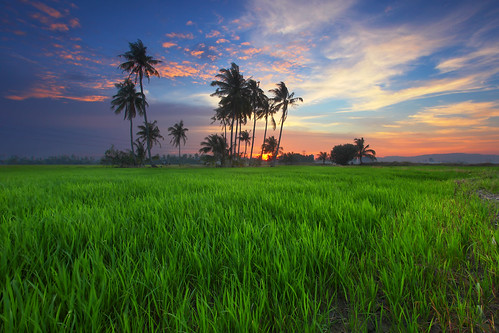 ... coconut trees at Kubang Semang | Sunset | by Keris Tuah