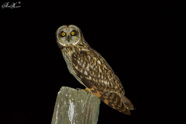 Coruja do Nabal, Short-eared Owl (Asio flammeus) - em Liberdade [in Wild]