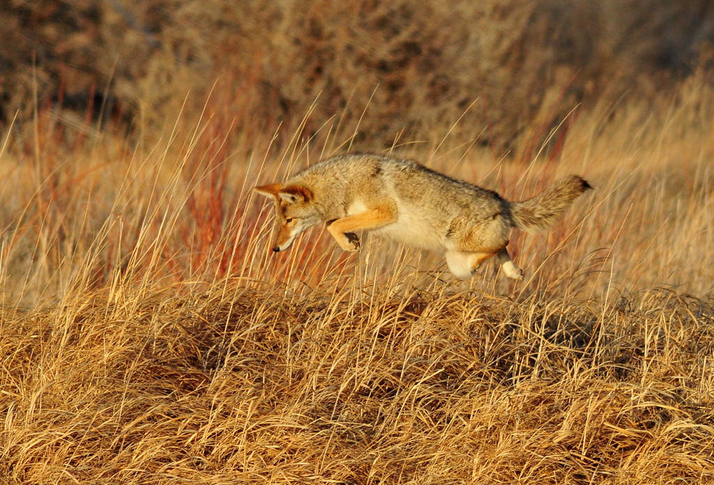 A pouncing coyote
