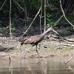 Limpkin. Alex Creek, Wayne County, 13 July 2006. Photo by Mark Hughes An unassuming mollusk-eating specialist, this unique and attractive species was once likely resident (though still rare and very local) in Georgia&#039;s Coastal Plain in swamps, marshes, and other wetland settings with shallow water and abundant snails and/or freshwater mollusks. It is now considered very rare or even a vagrant in the state. However, it is quite interesting that since 2005 there have been a few records of multiple birds at single sites, along with repeat occurrences of the species in different years at least two sites. This may suggest that there are still extremely small numbers of resident breeding birds in Georgia, or perhaps that individuals return annually to preferred sites but are not detected every year. Though neither of these speculations have yet to be fully substantiated, the data do suggest a pattern of some kind.
Link to eBird checklist:
&lt;a href=&quot;http://ebird.org/ebird/view/checklist?subID=S15215673&quot; rel=&quot;nofollow&quot;&gt;ebird.org/ebird/view/checklist?subID=S15215673&lt;/a&gt; 