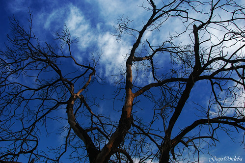 Atardecer azul/Blue sunset by Guijo Córdoba fotografía, <b><a href="http://www.flickr.com/photos/guijo_cordoba/show">Presentación</a> • <a href="http://www.