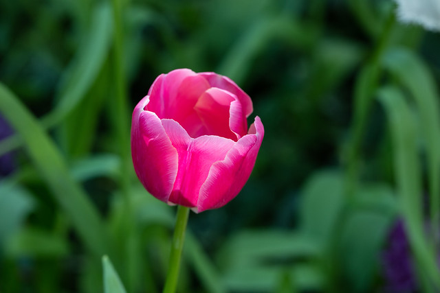 Tulips - the bulb