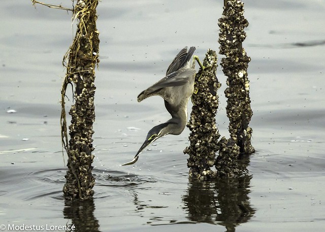 The striated Heron without keeping it's legs in the water, balancing it's body so well caught the fish. Amazing skills.
