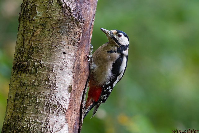 Grote Bonte Specht -  Great Spotted Woodpecker