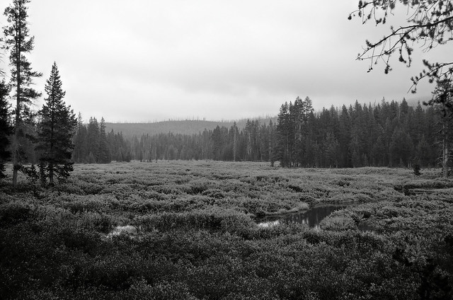Yellowstone Meadow