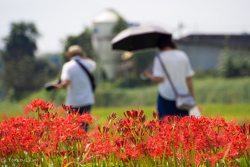 2016 ９月 autumn couple em5 fujisawa japan kanagawa koideriver olympus olympusm75300mmf4867ii people rin september spiderlily t9252126 カップル 秋 小出川 藤沢市 彼岸花